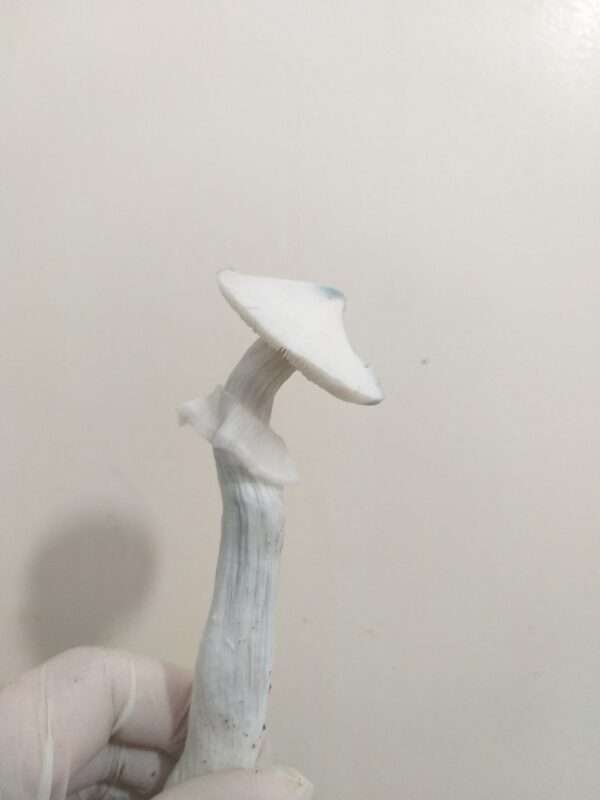 Psilocybe Cubensis True Albino Teacher (TAT) desidratado (Embalagem com 3 gramas)